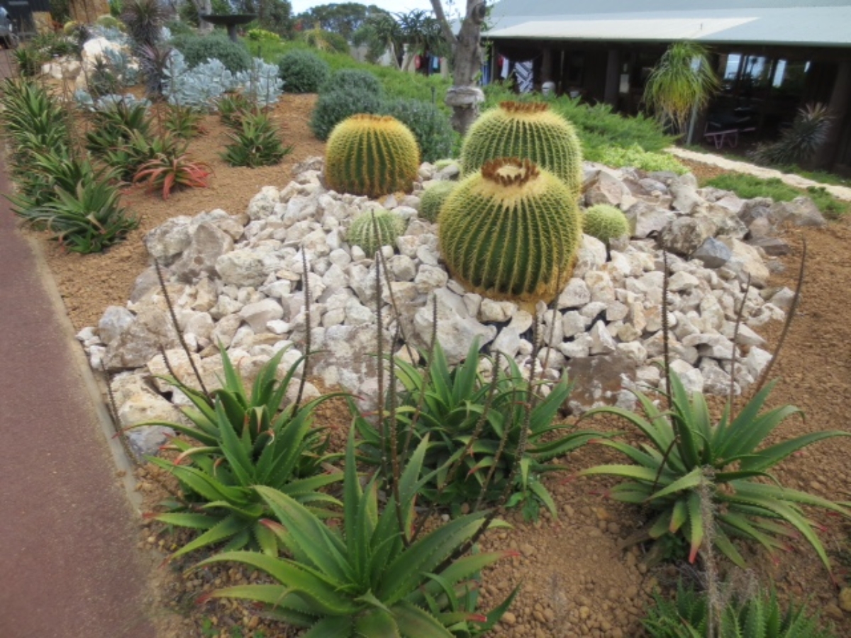 Newly planted Cacti