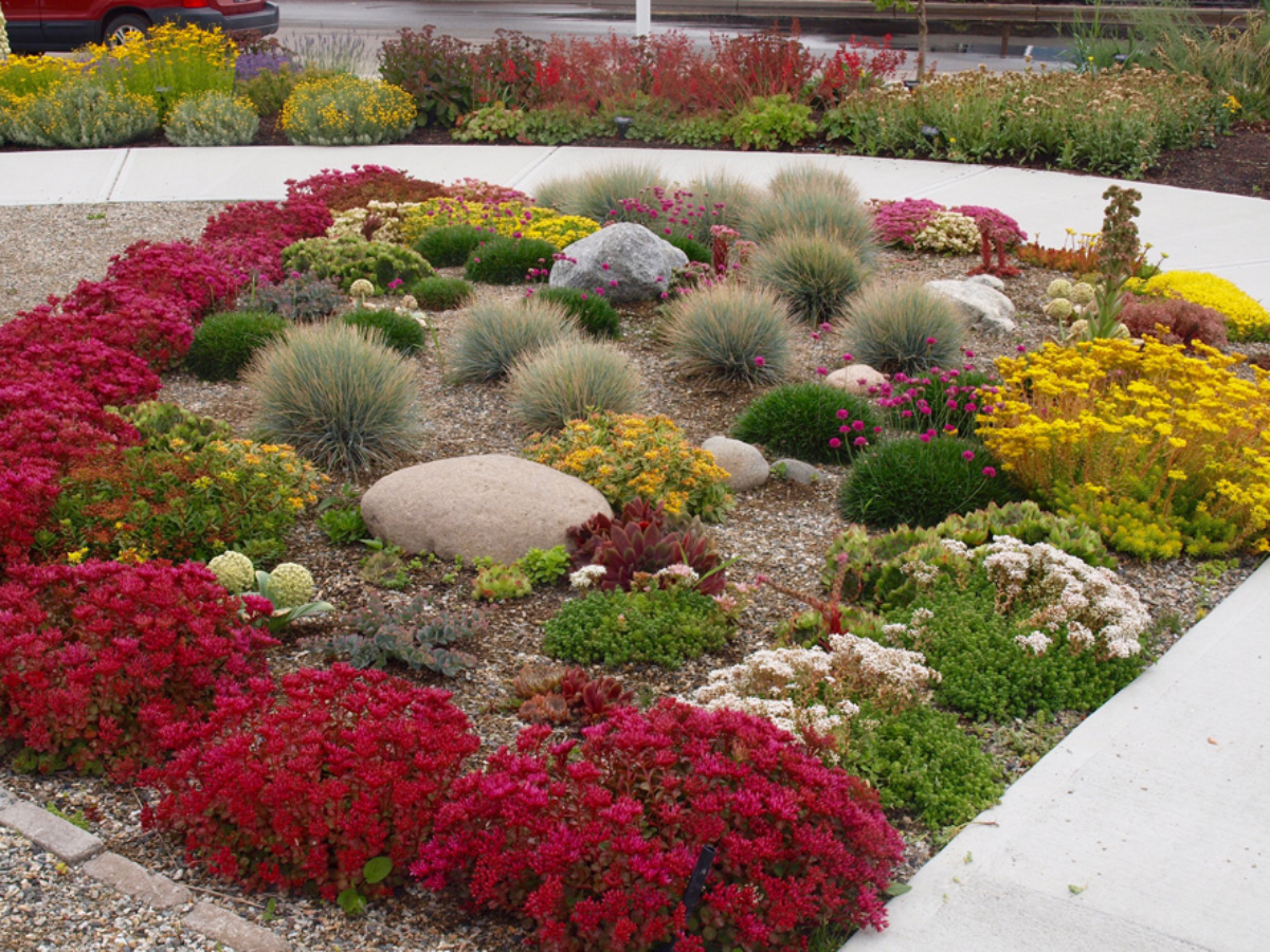 OXA's Xeriscape Garden 2 Years Later
