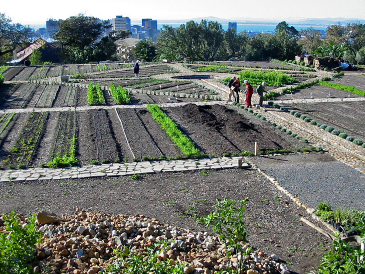 Visit to  Orangezicht City Farm, on the slopes of Table Mountain
