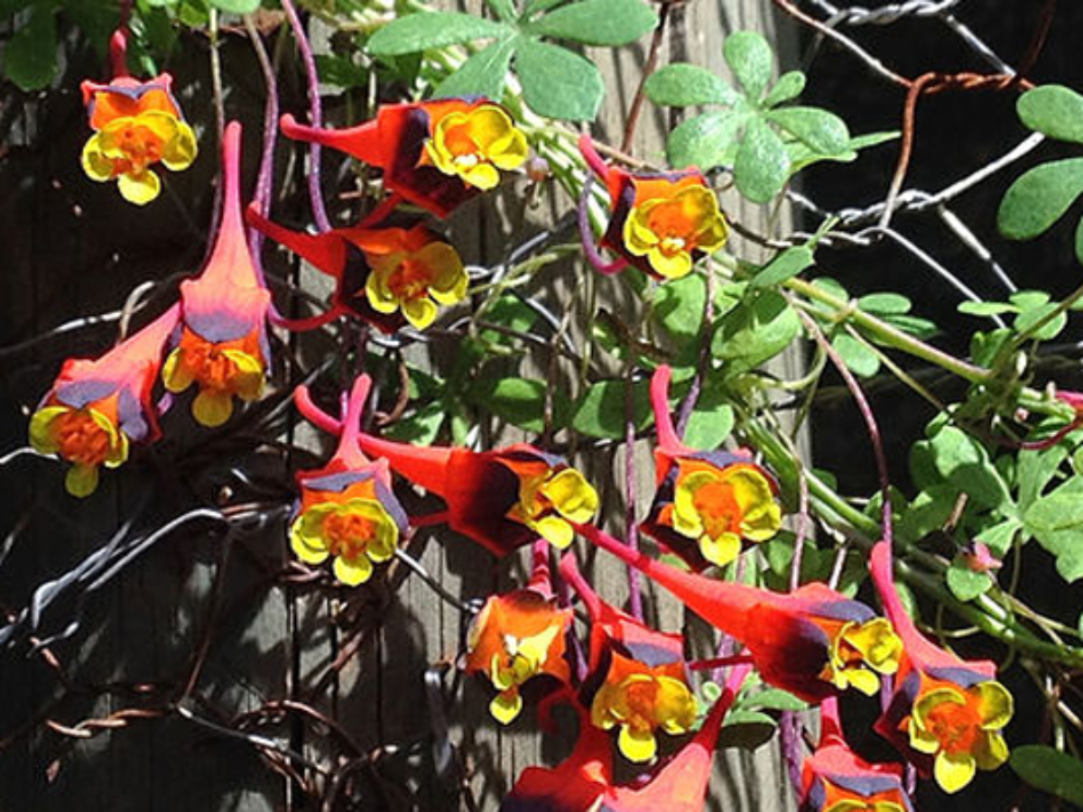 Tropaeolum tricolor